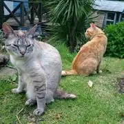 カゴと木の画像