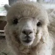 keikaの画像