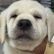 daiの画像