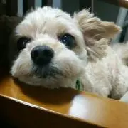 すー