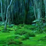 Ficusの画像