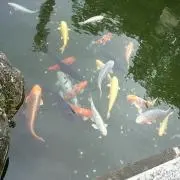 マナの画像