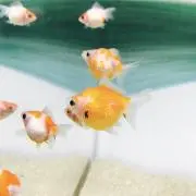 mochiの画像
