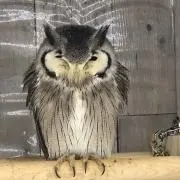 はつ