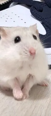 bellmeagの画像