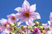 フォーマル専門のDahlias shopの画像