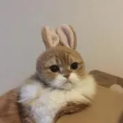chicoの画像