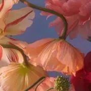 てんてんの画像