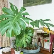 たらの画像