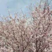 ウッディの画像