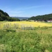 高菜明太