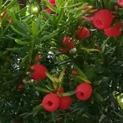 minの画像
