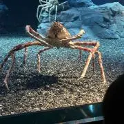 ずわいがにの画像