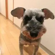 kuchihigeの画像