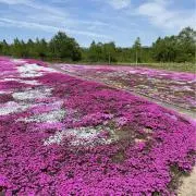 nanの画像