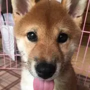 しょんの画像