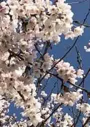 ともにゃの画像