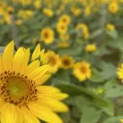 ニィーの画像