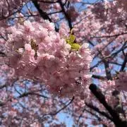 みかんの画像