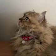 りゅかんごの画像