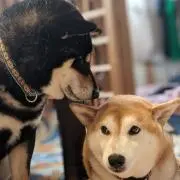 柴ノ犬の画像