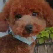 みさ