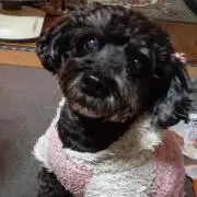 Ｌ（プロフィールの確認は必須です）の画像