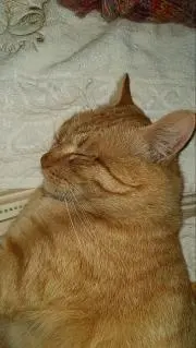 ベティの画像