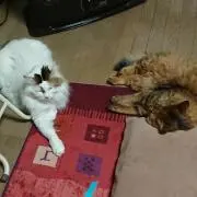 きぃの画像