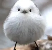 Image of けいてぃー