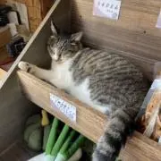 HANNI⭐︎の画像