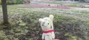 正直ウサギの画像