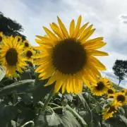 ぽっぽ