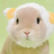 かにの画像