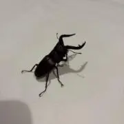 かぶとの画像