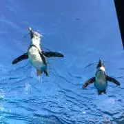 シナモの画像