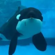 オルカ
