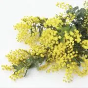 ミモザの画像