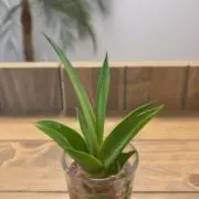 たんの画像