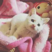 Yuzuの画像