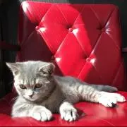 Rubyの画像