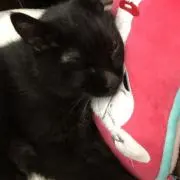 アルポンの画像