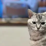 けんぬの画像