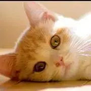 ねね猫の画像