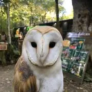 もりちゃんの画像