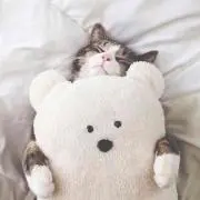 にゃん(・ω・)ノ