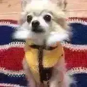 こはこま☺︎の画像