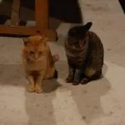 ゅぅ