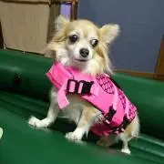 くるりダディの画像