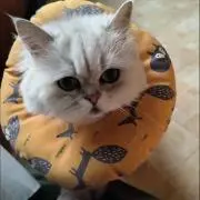 Kiwibean